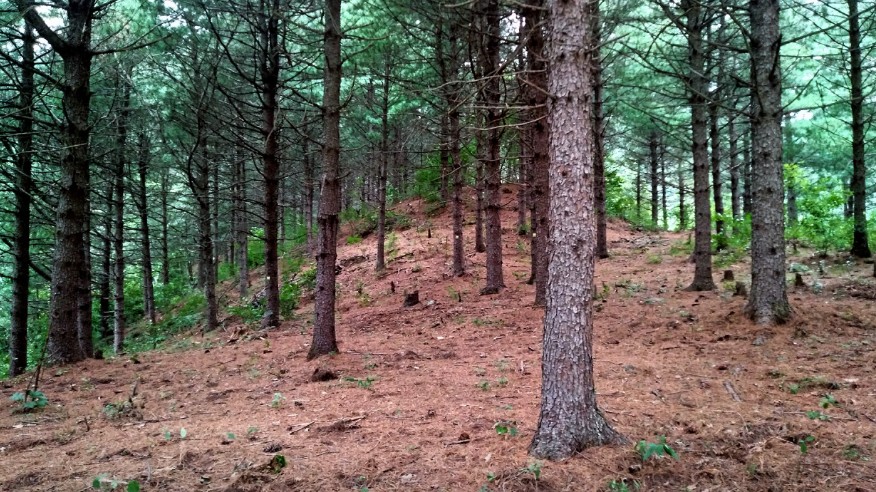 춘천하늘캠핑장 이미지 5