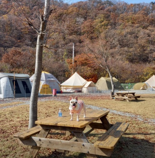 별빛 은하수 캠핑장 이미지 7