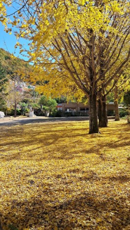 쿠키오토캠핑장 이미지 8