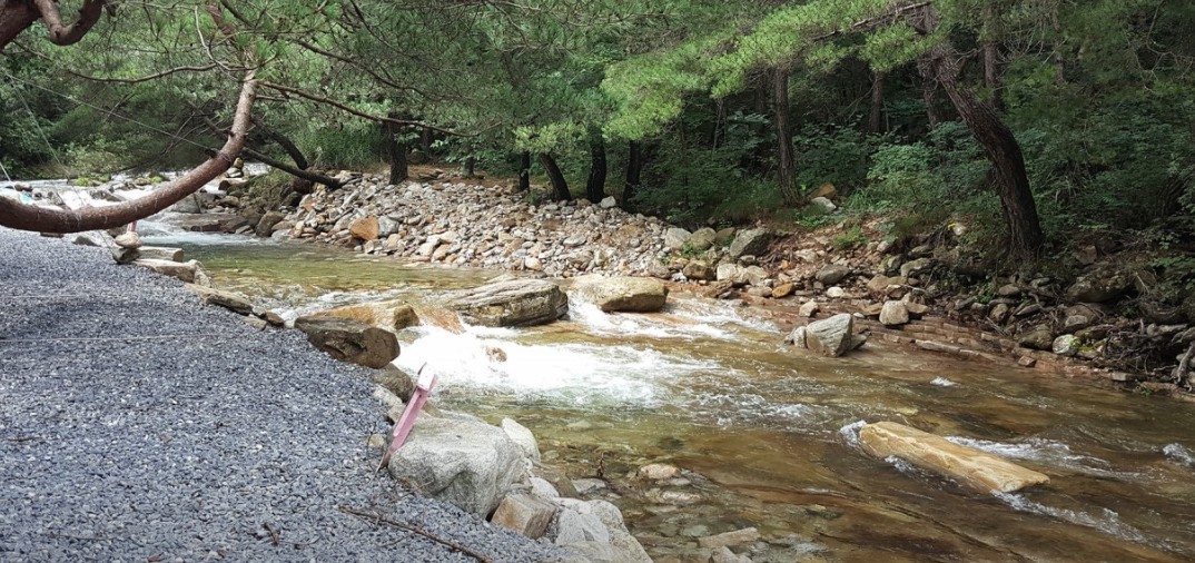 영월 소나무와계곡 이미지 5