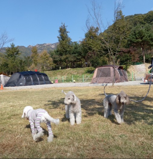별빛 은하수 캠핑장 이미지 6
