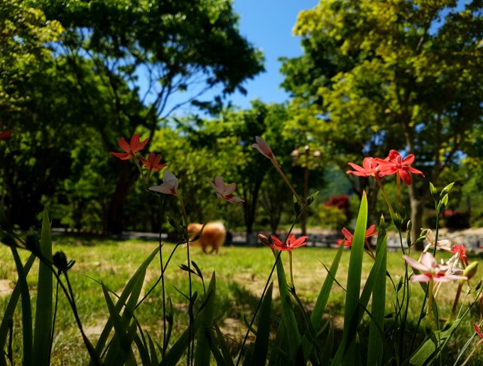 영월 하얀여울캠핑장 이미지 4