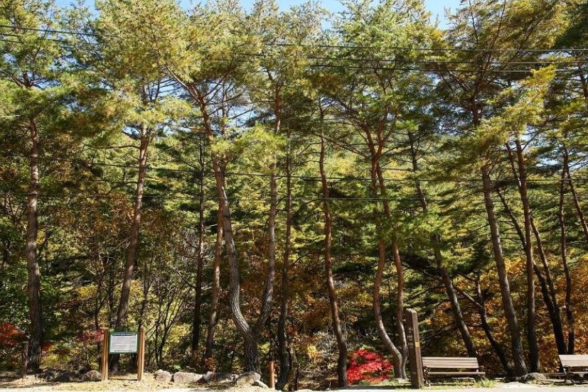 가리왕산자연휴양림오토캠프장 이미지 1