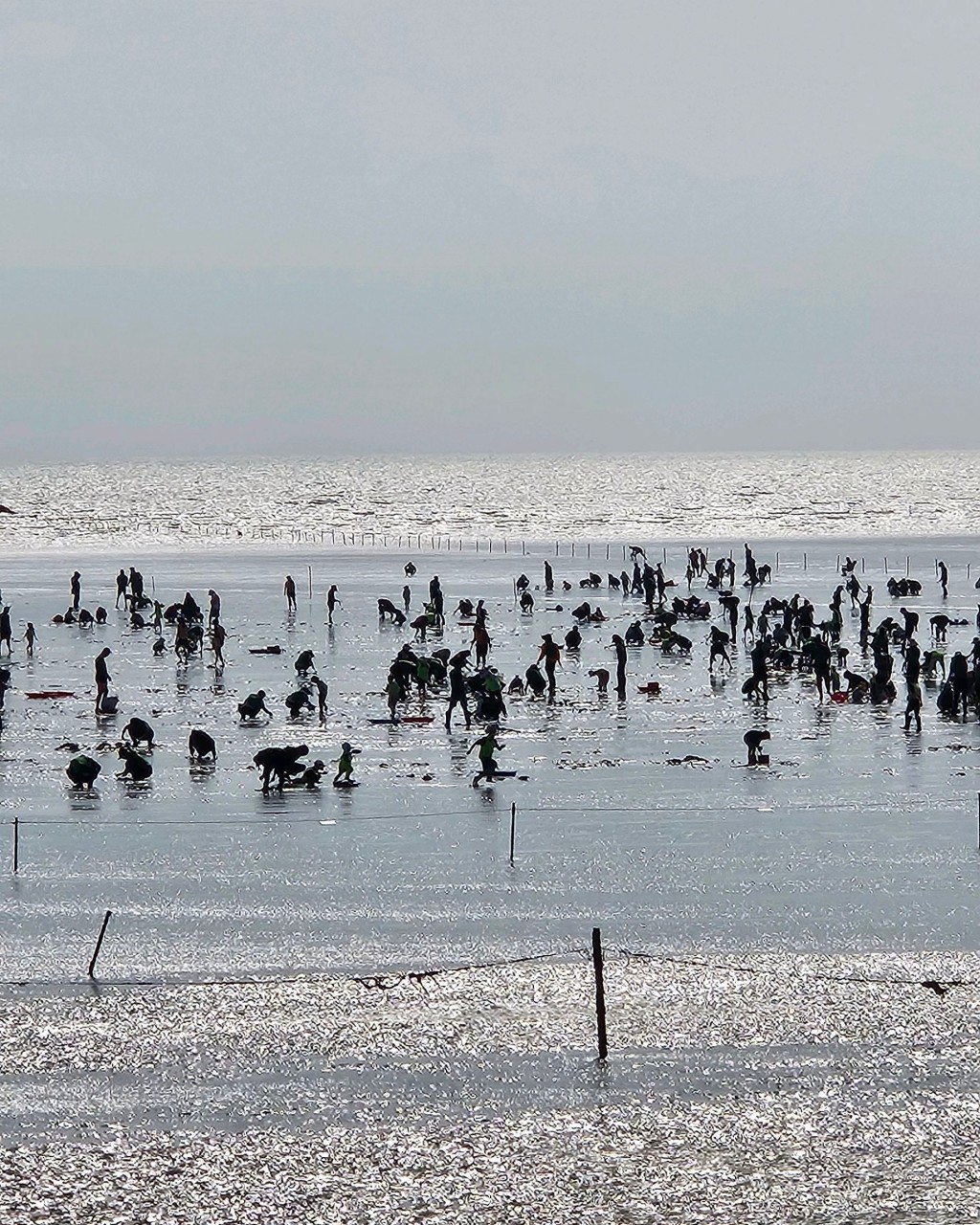 마시안자율관리공동체 (마시안 갯벌체험) 이미지 8