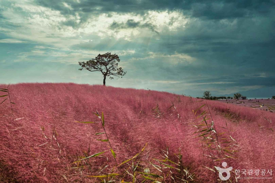 안성팜랜드 이미지 5