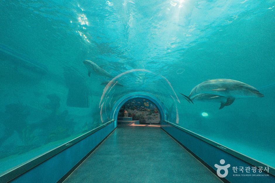 장생포 고래생태체험관 이미지 5