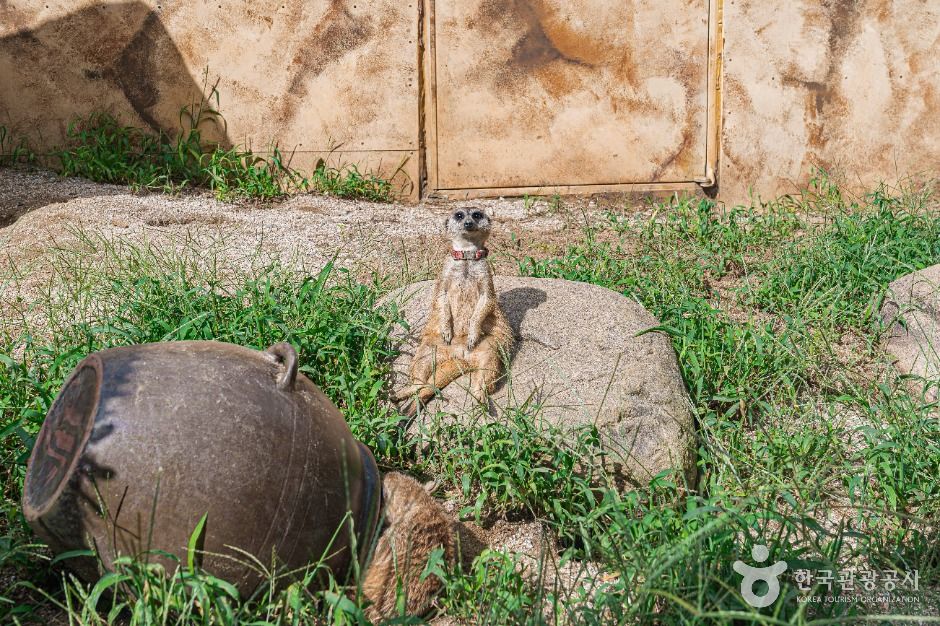 전주동물원 이미지 5