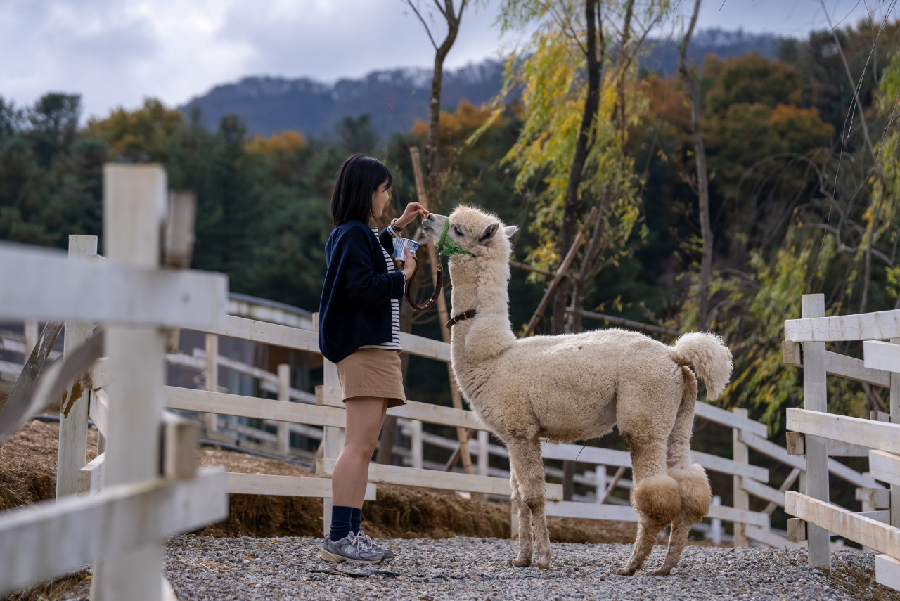 가평양떼목장 이미지 6