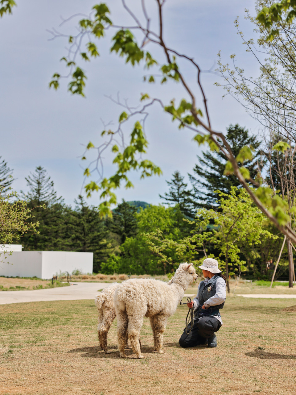 가평양떼목장 이미지 3