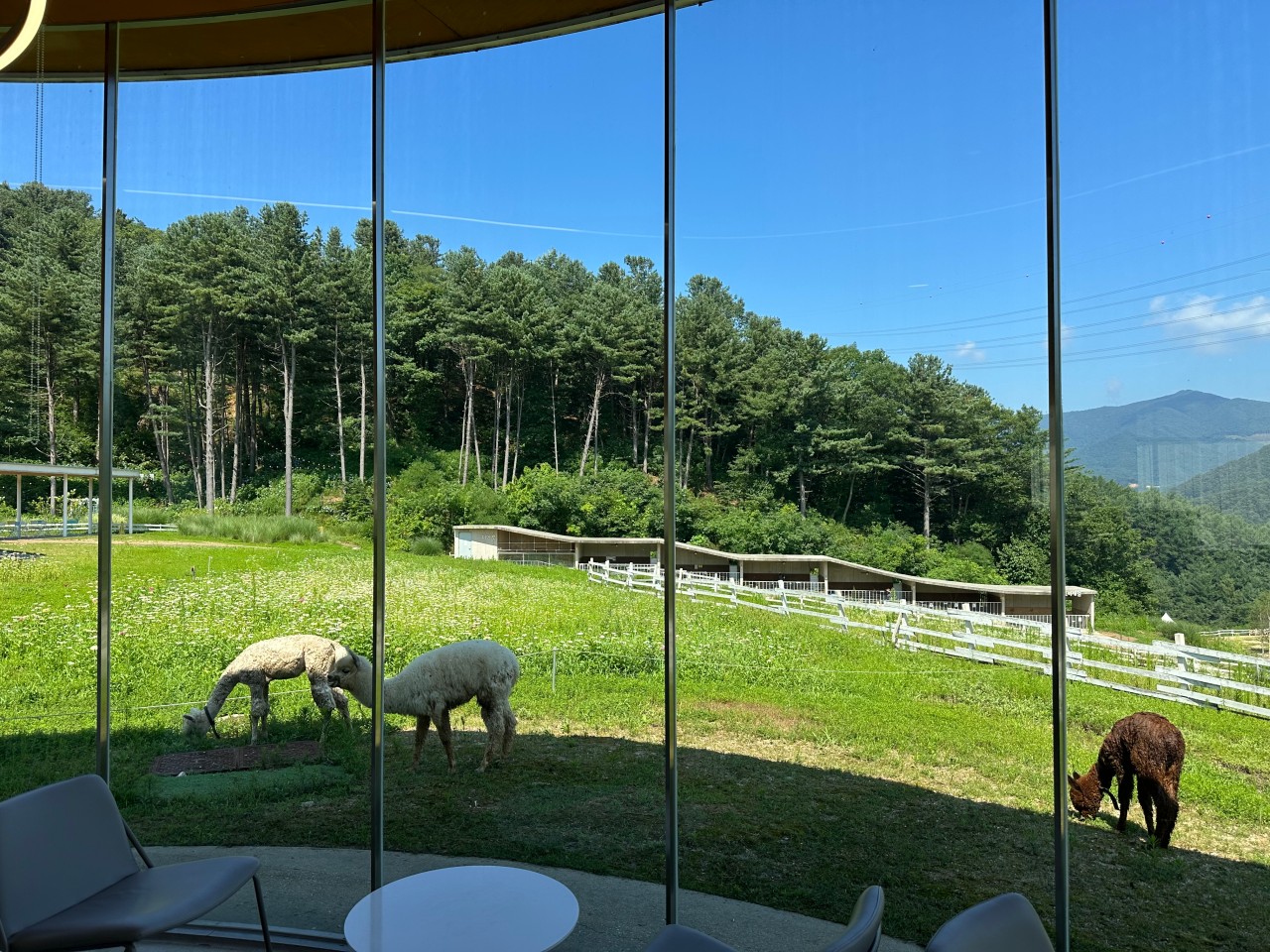 가평양떼목장 이미지 7