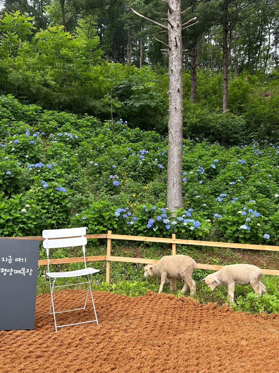 가평양떼목장 이미지 2