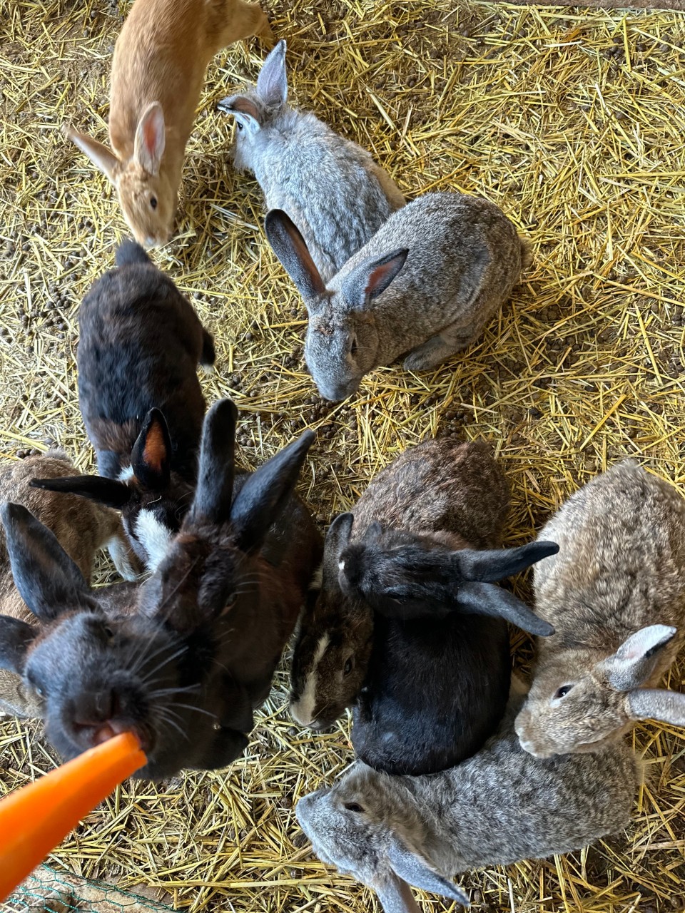 가평양떼목장 이미지 9