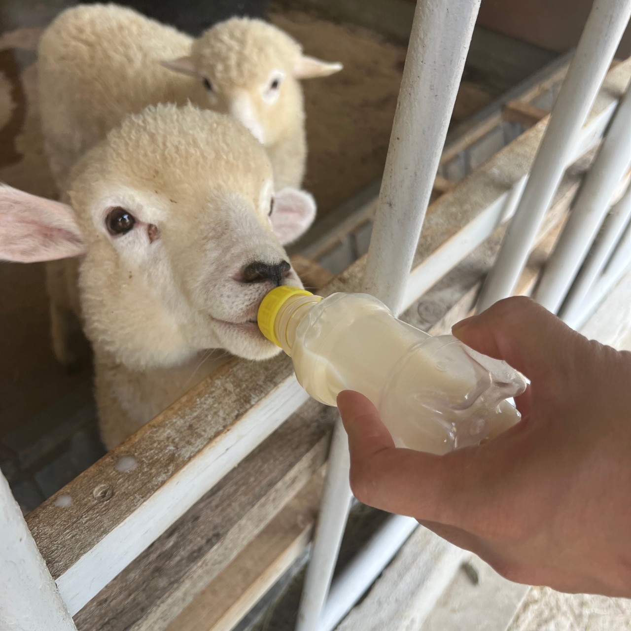 가평양떼목장 이미지 10