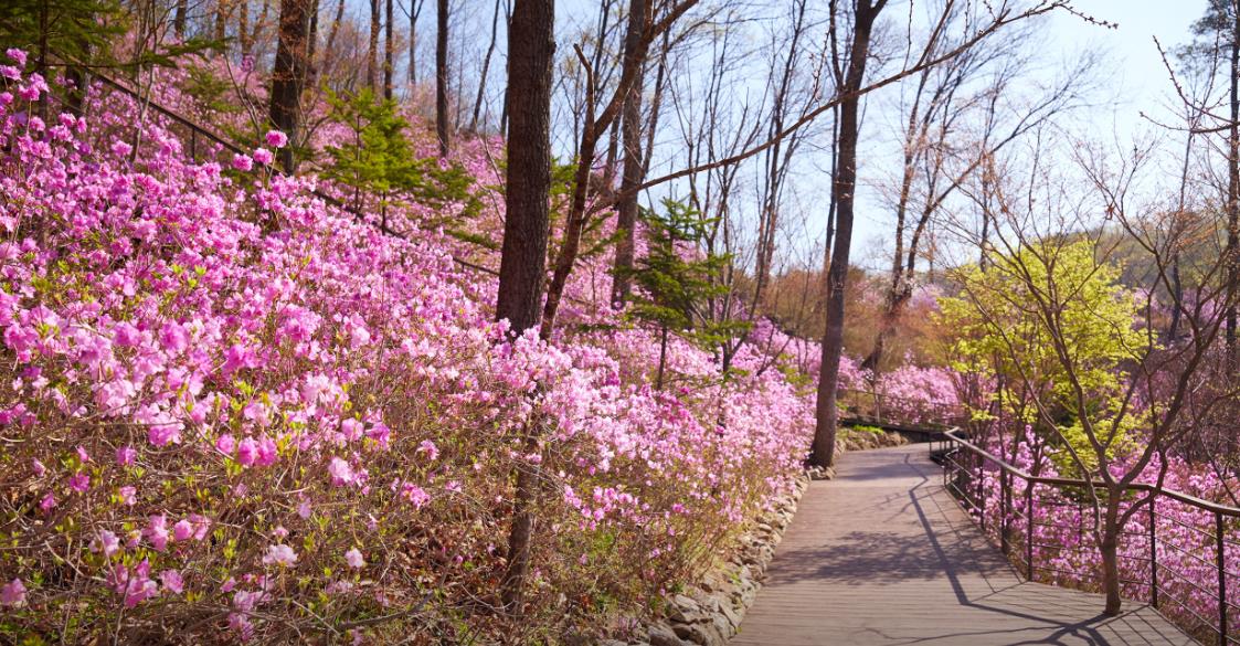 화담숲 모노레일 이미지 3