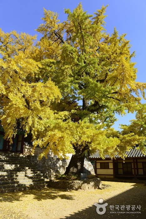 서산향교 은행나무 이미지 4