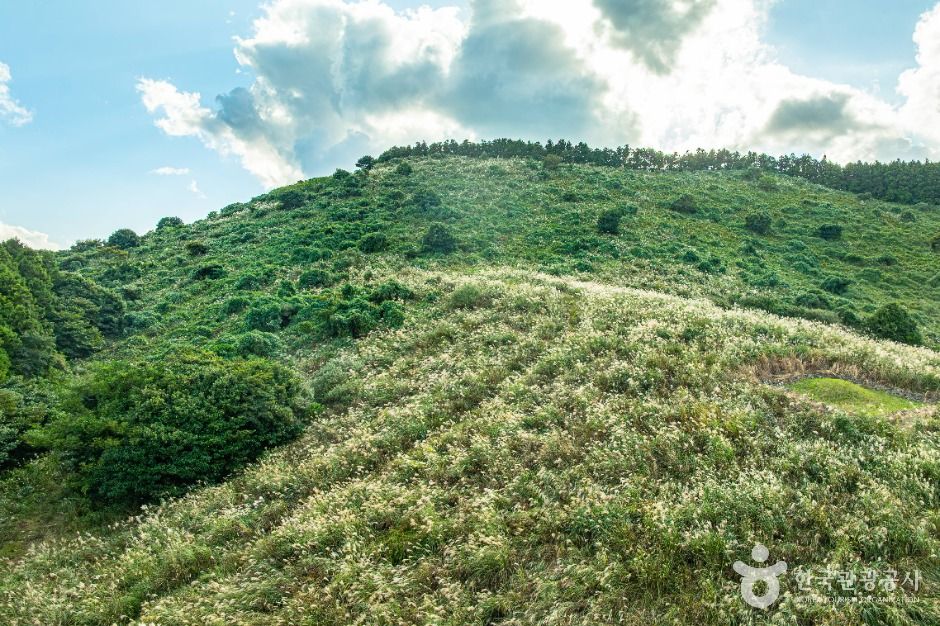 제주 손지오름 이미지 1