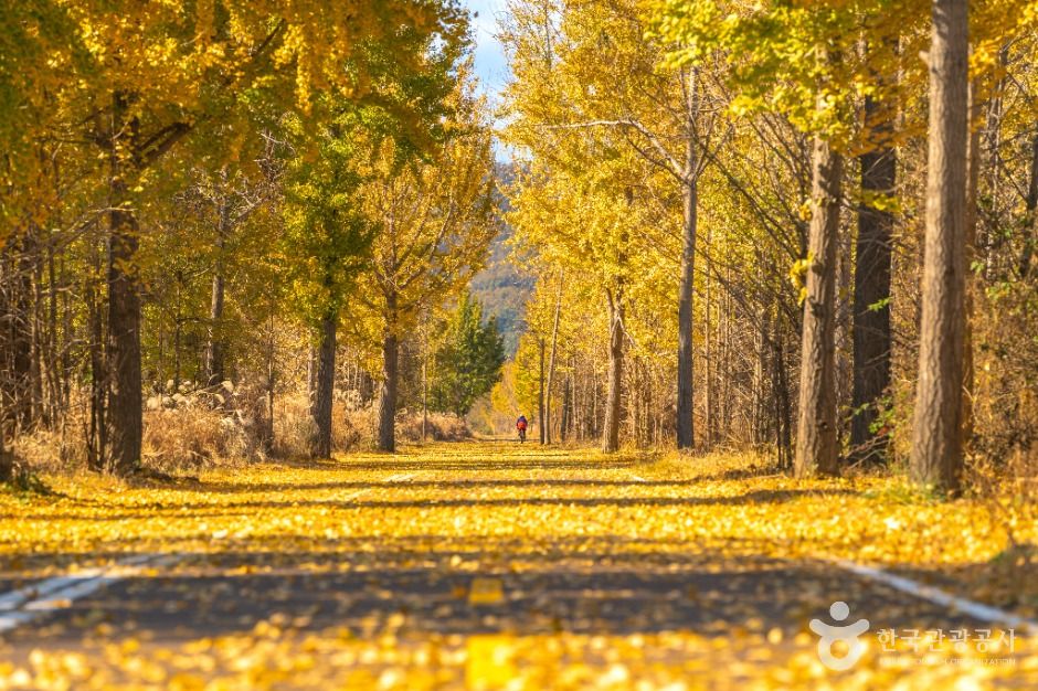 다산 좌학리 은행나무 숲 이미지 1
