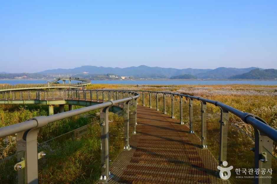 신성리 갈대밭 이미지 4