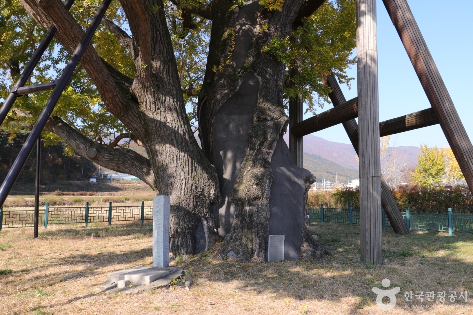 울주 구량리 은행나무 이미지 5