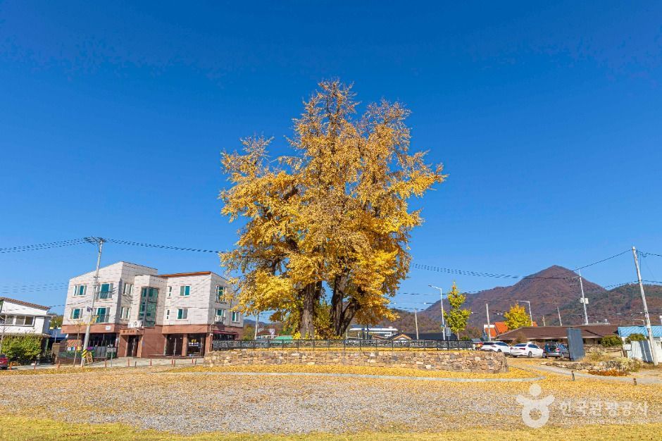 영월 하송리 은행나무 이미지 1