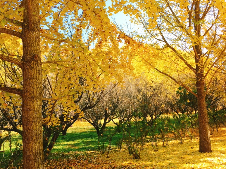 곡교천 은행나무길 이미지 3