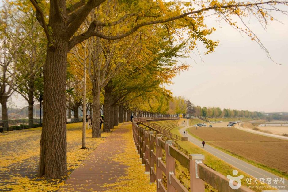 곡교천 은행나무길 이미지 7