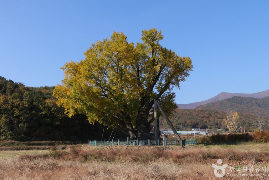 울주 구량리 은행나무 이미지 3