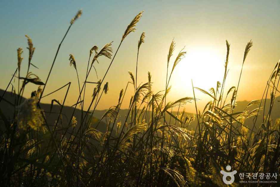 간월재 억새 이미지 1