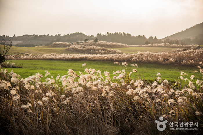 새별오름 이미지 4