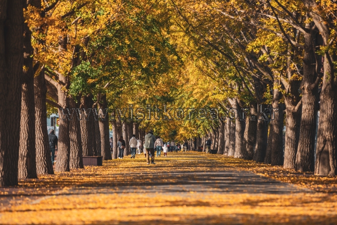 곡교천 은행나무길 이미지 2