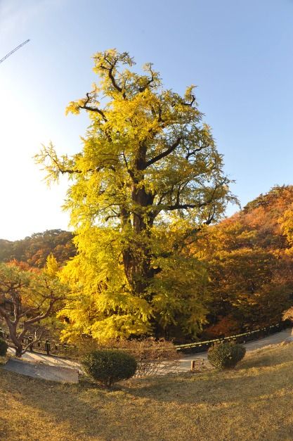 양평 용문사 은행나무 이미지 5