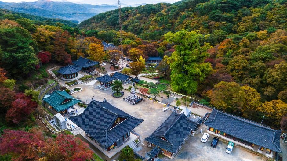 양평 용문사 은행나무 이미지 3