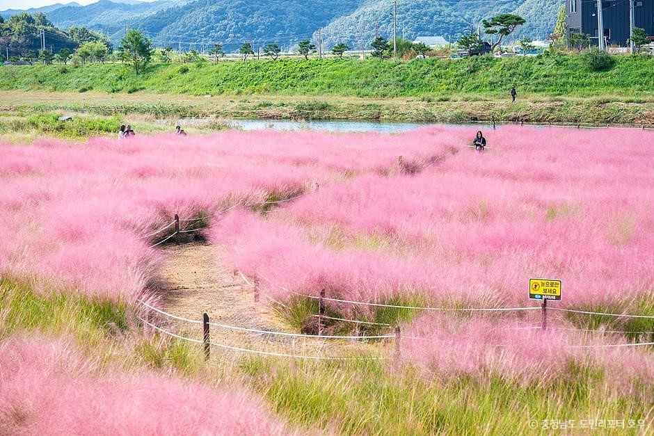 유구천 핑크뮬리 이미지 7