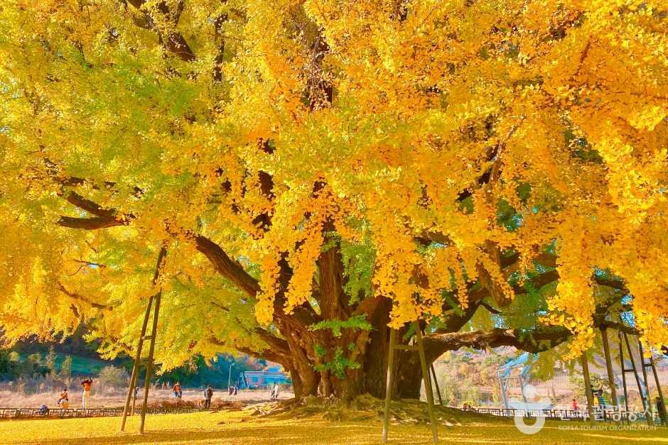 원주 반계리 은행나무 이미지 6