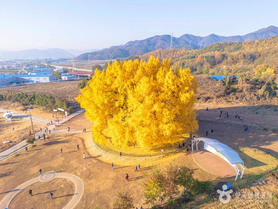 원주 반계리 은행나무 이미지 8