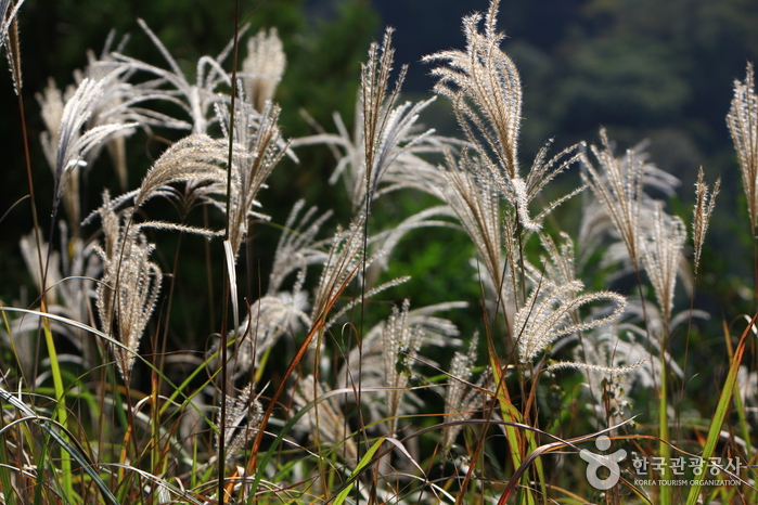 거문오름 [세계자연유산] 이미지 9