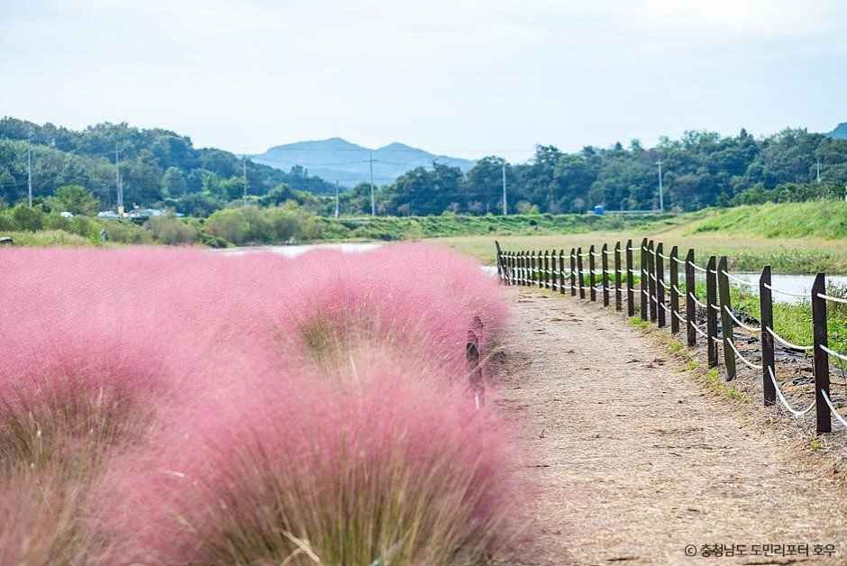 유구천 핑크뮬리 이미지 4