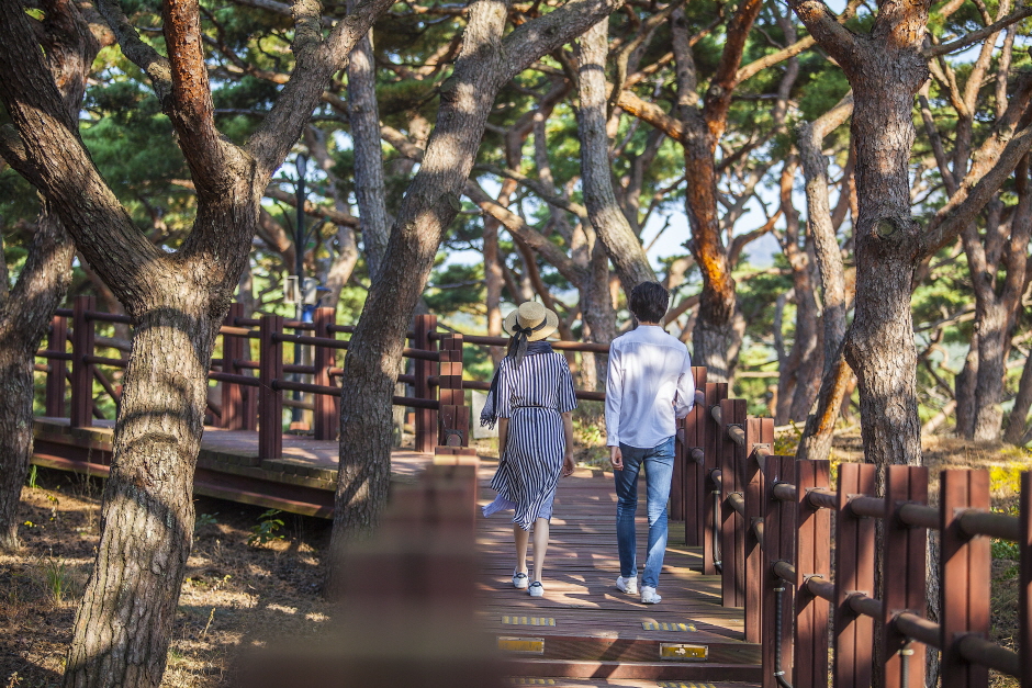 덕적도 갈대 군락지 이미지 3