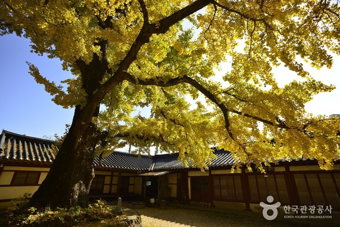 서산향교 은행나무 이미지 5