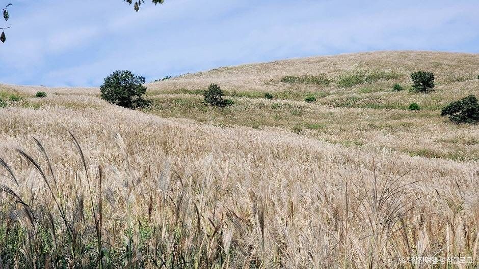 황매산 억새군락지 이미지 6