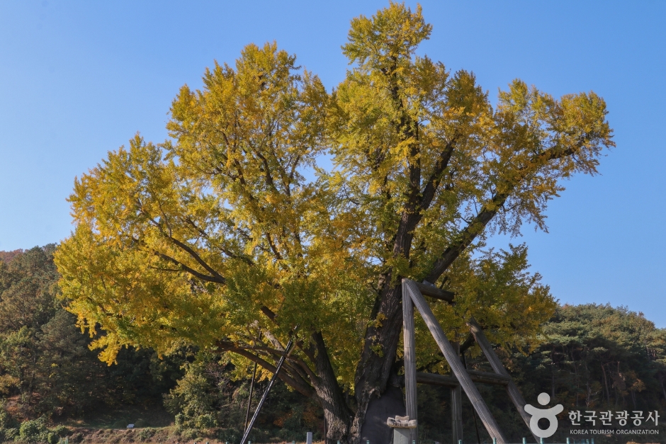 울주 구량리 은행나무 이미지 6
