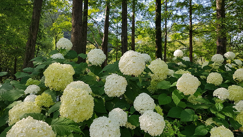 평강랜드 이미지 5