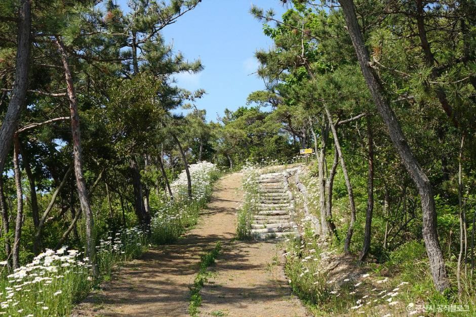 군산 국립신시도 자연휴양림 이미지 5