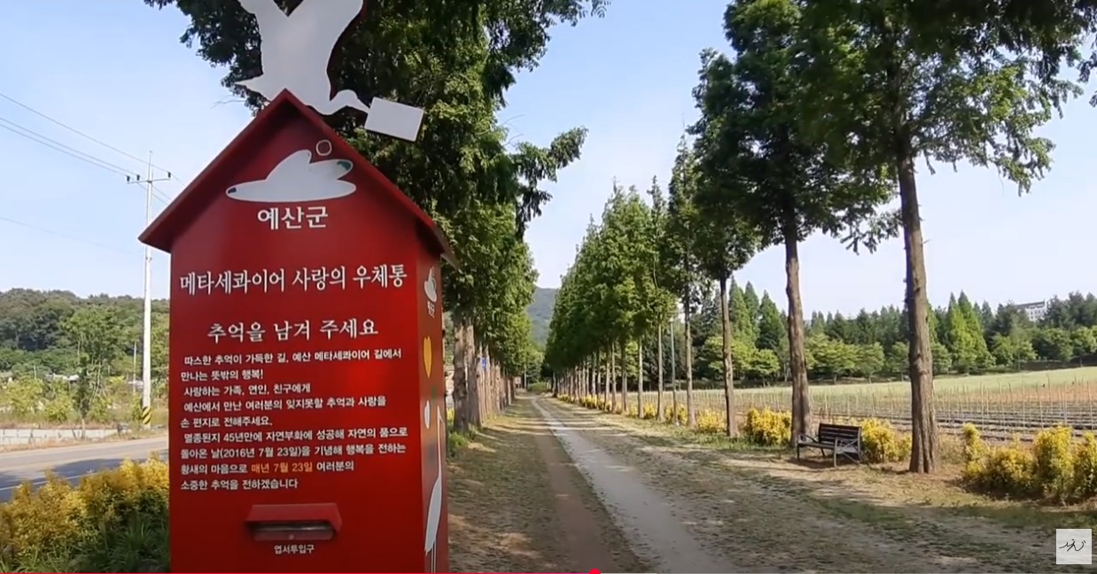 덕산 메타세쿼이아길 이미지 3