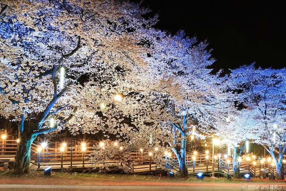 진안 마이산 벚꽃길 이미지 4