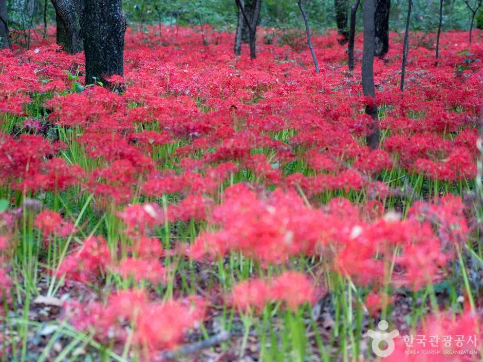 경남 함양 상림공원_천년의 숲 이미지 13