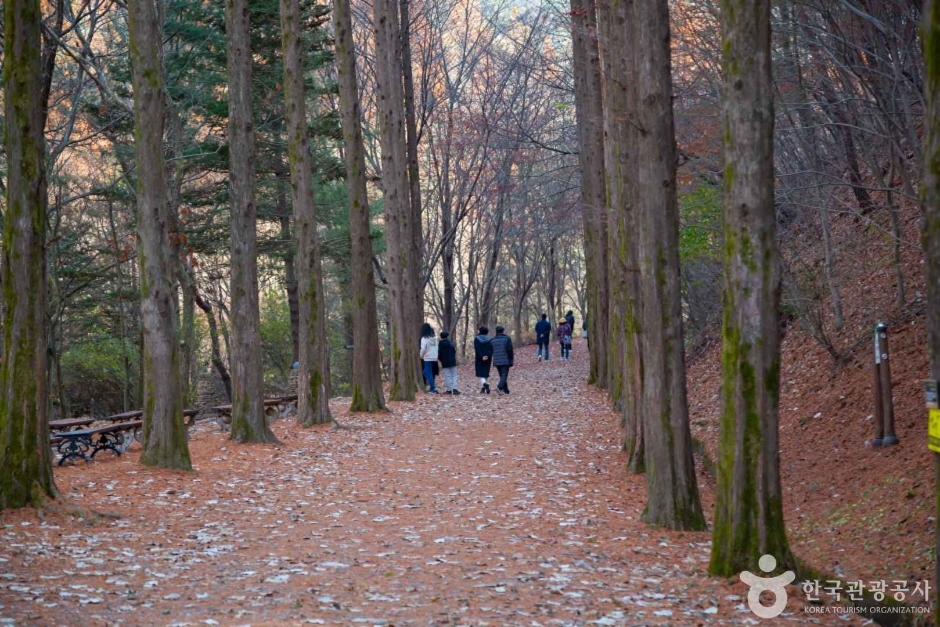 대전 상소동 산림욕장 이미지 8