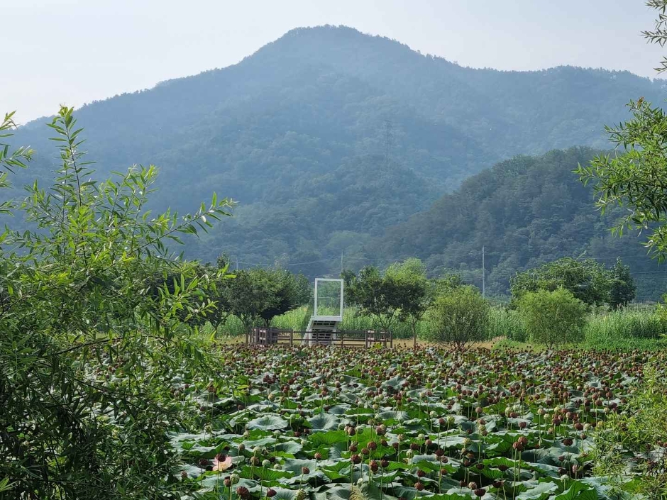 거창 창포원 이미지 6