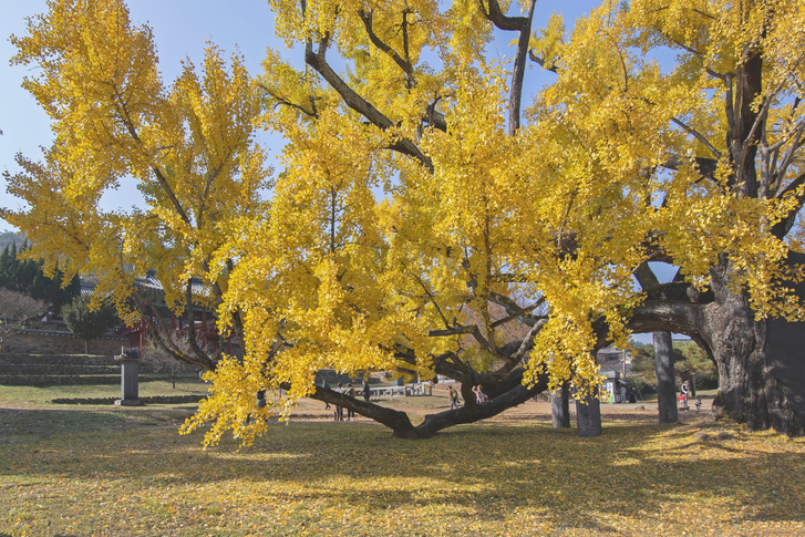 도동서원 이미지 1