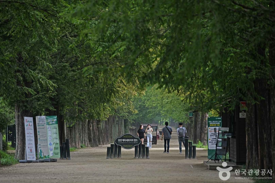 담양 메타세쿼이아길 이미지 2